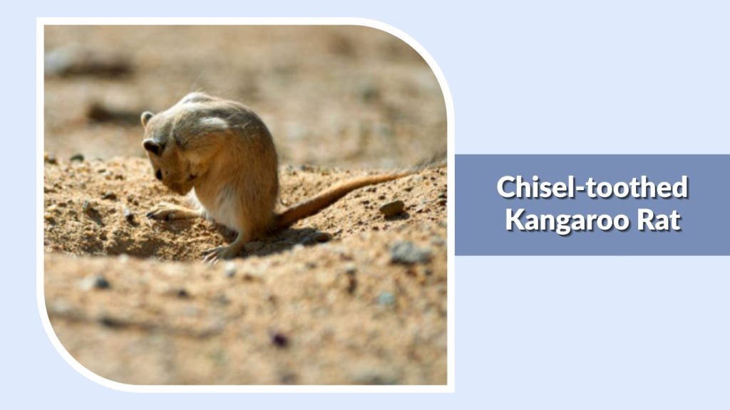 Chisel-toothed Kangaroo Rat