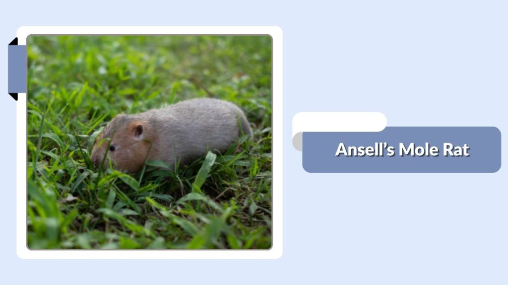 Ansell’s Mole Rat