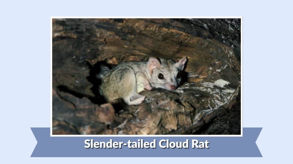 Slender-tailed Cloud Rat