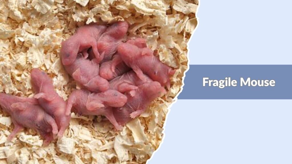 Fragile Mouse