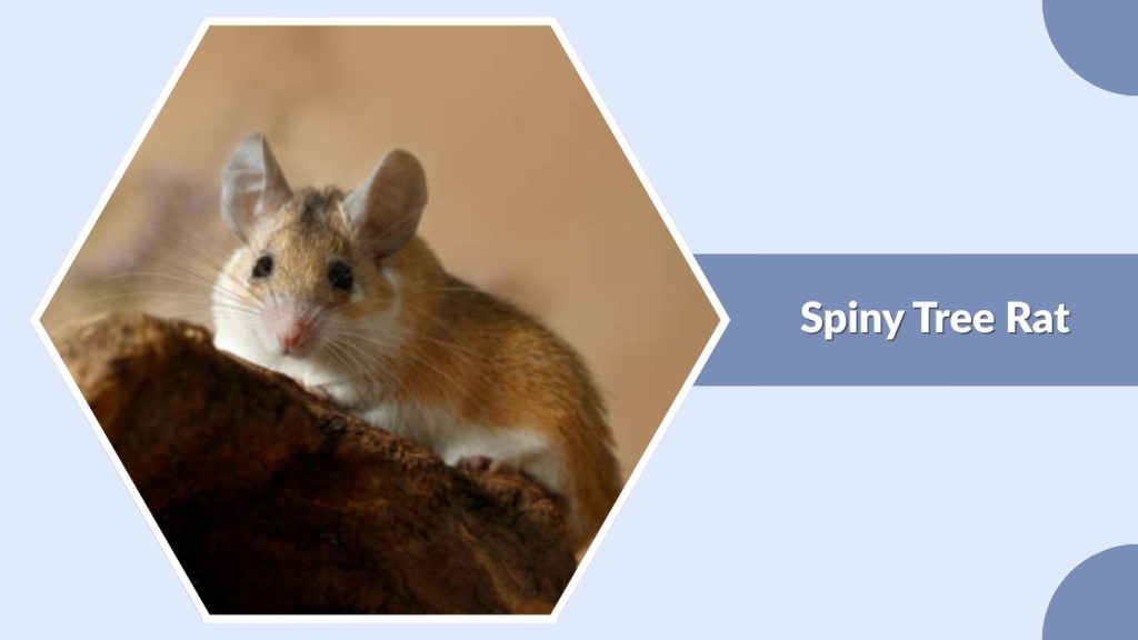 Spiny Tree Rat