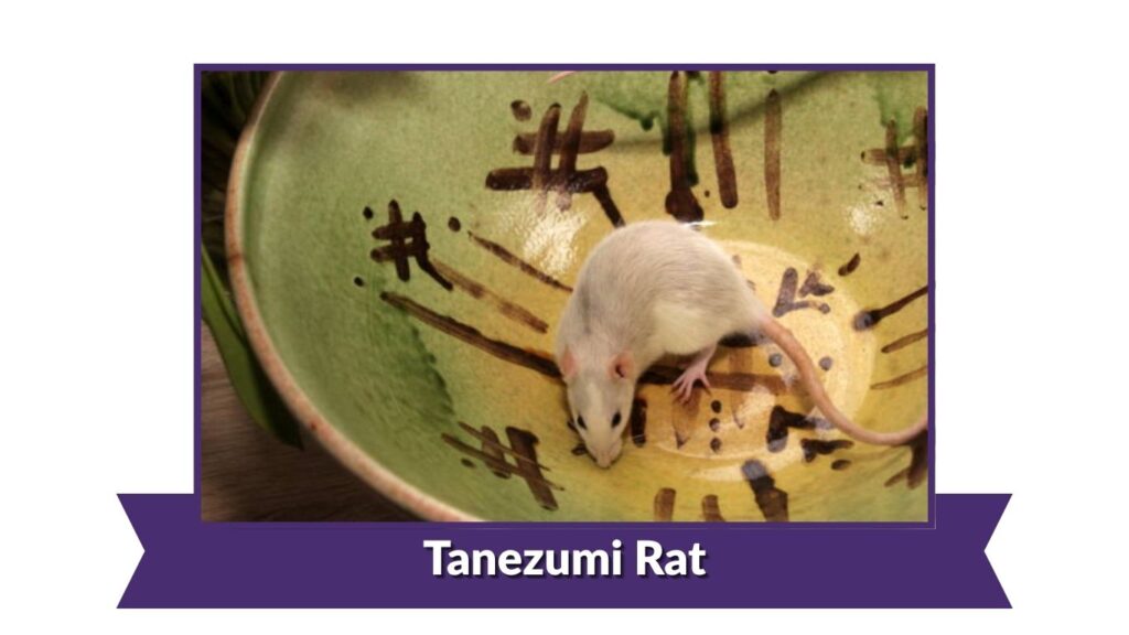 Tanezumi Rat