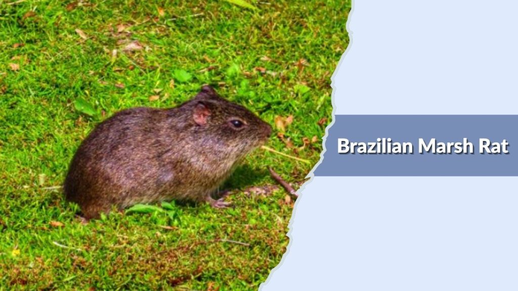 Brazilian Marsh Rat