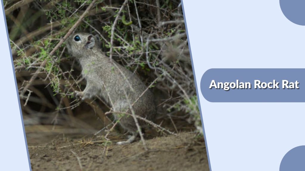 Angolan Rock Rat