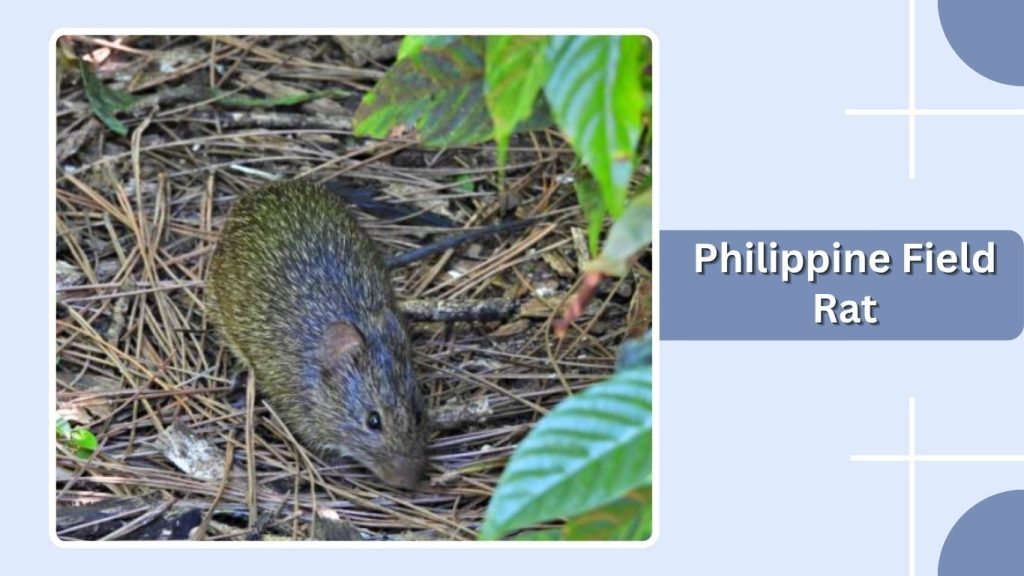 Philippine Field Rat