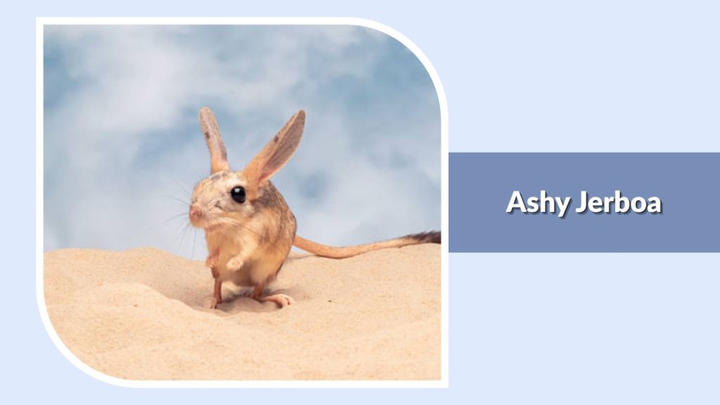 Ashy Jerboa