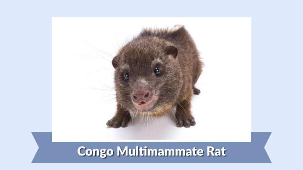 Congo Multimammate Rat