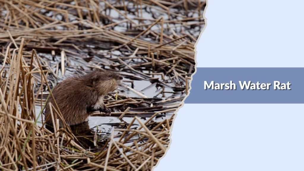 Marsh Water Rat