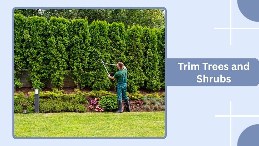 Trim Trees and Shrubs
