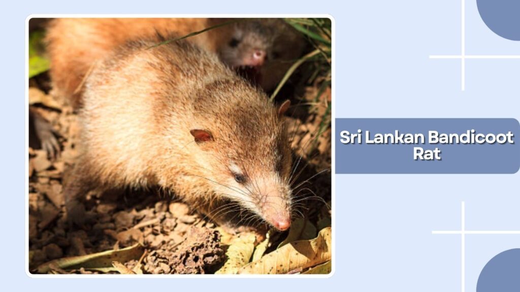 Sri Lankan Bandicoot Rat