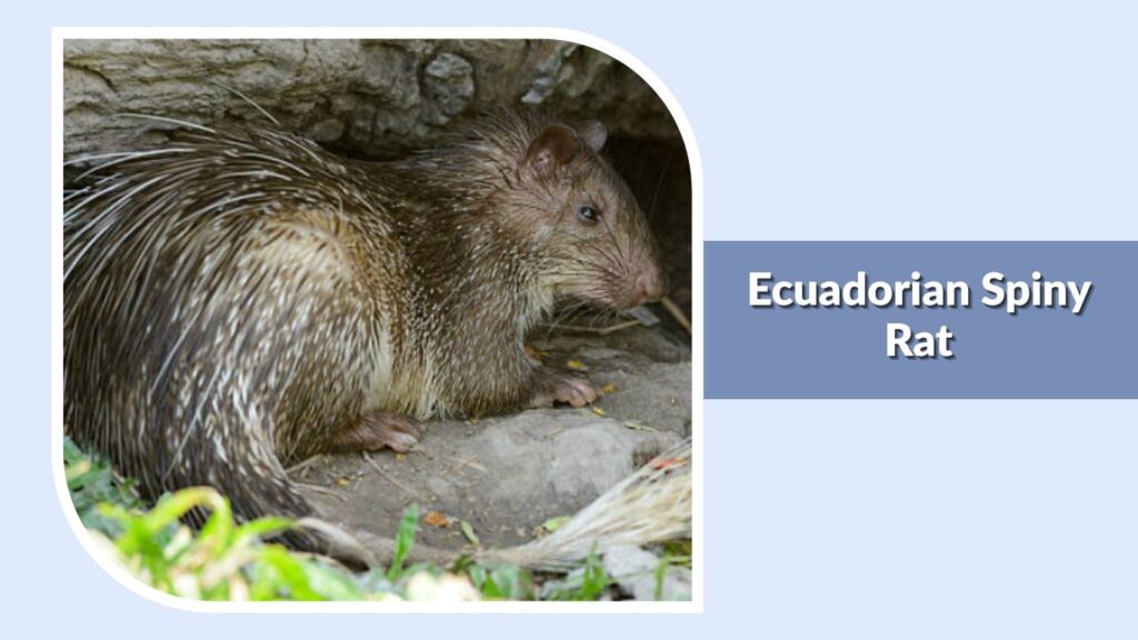 Ecuadorian Spiny Rat