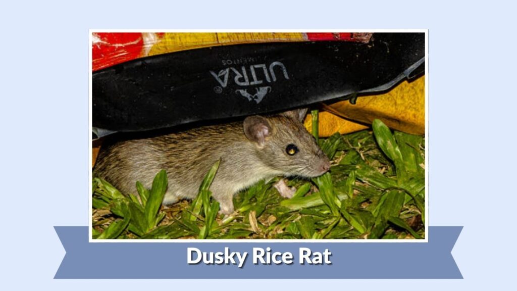 Dusky Rice Rat