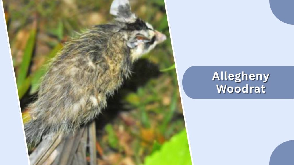 Allegheny Woodrat