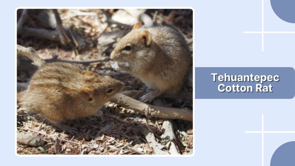 Tehuantepec Cotton Rat