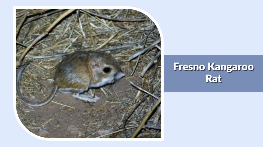 Fresno Kangaroo Rat