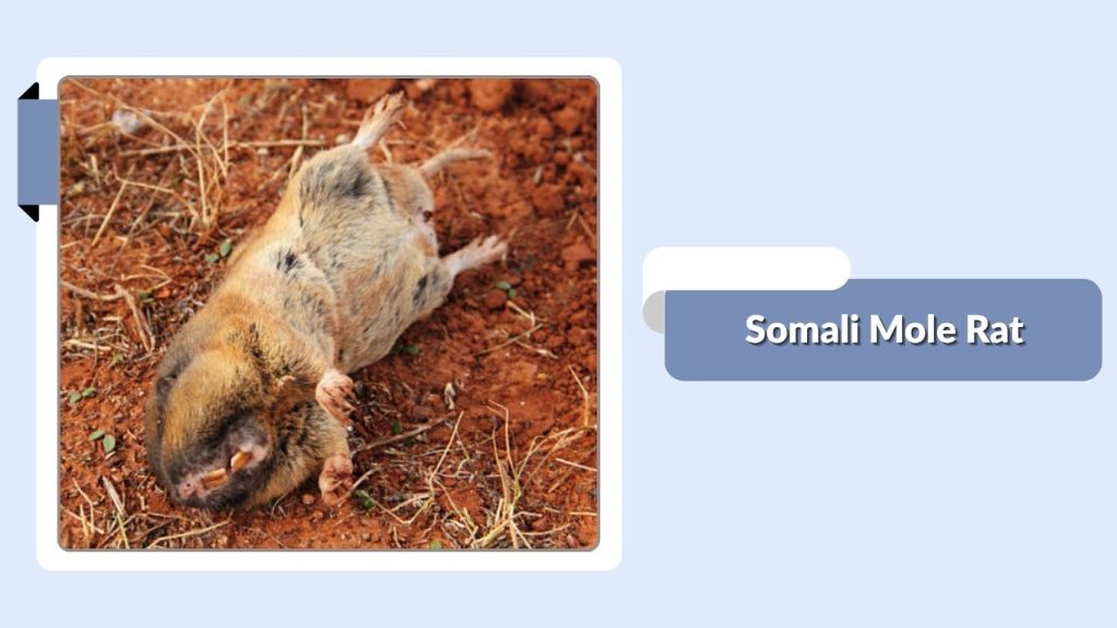 Somali Mole Rat