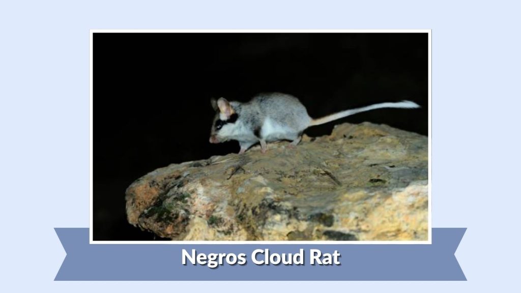 Negros Cloud Rat