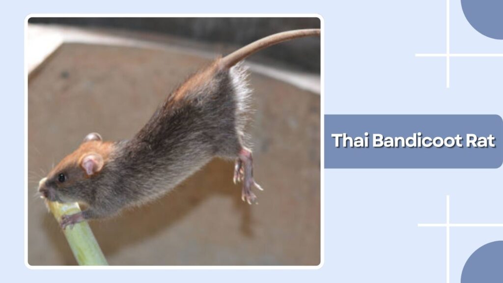 Thai Bandicoot Rat