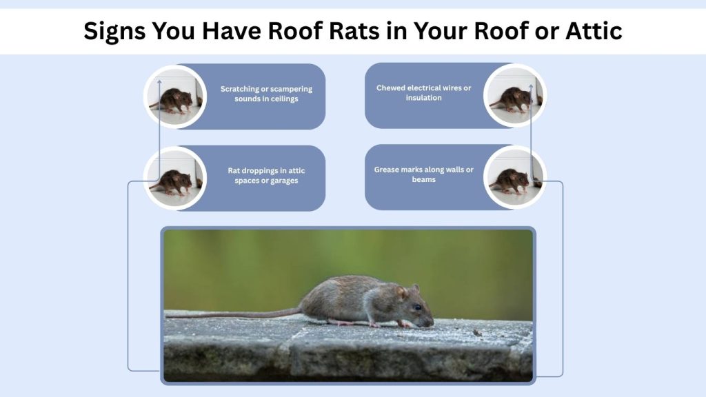 Signs You Have Roof Rats in Your Roof or Attic