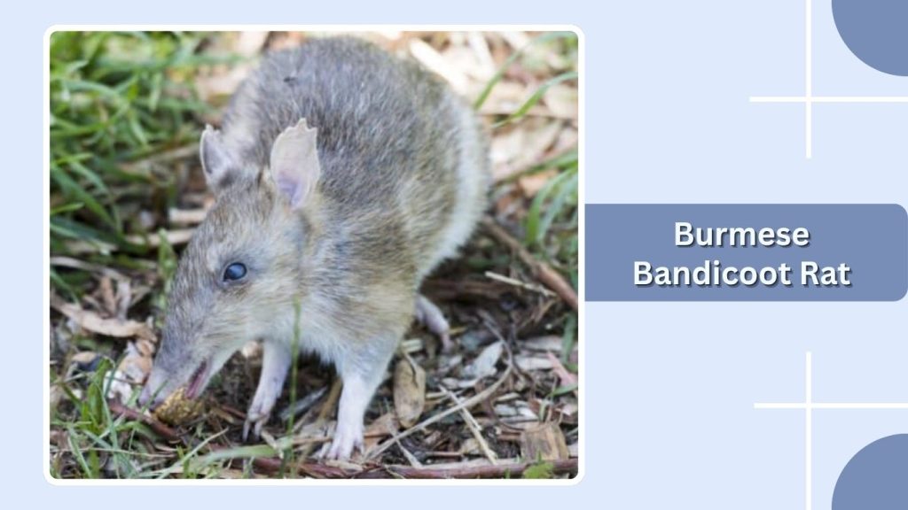 Burmese Bandicoot Rat