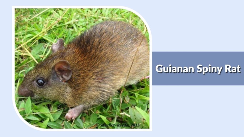 Guianan Spiny Rat