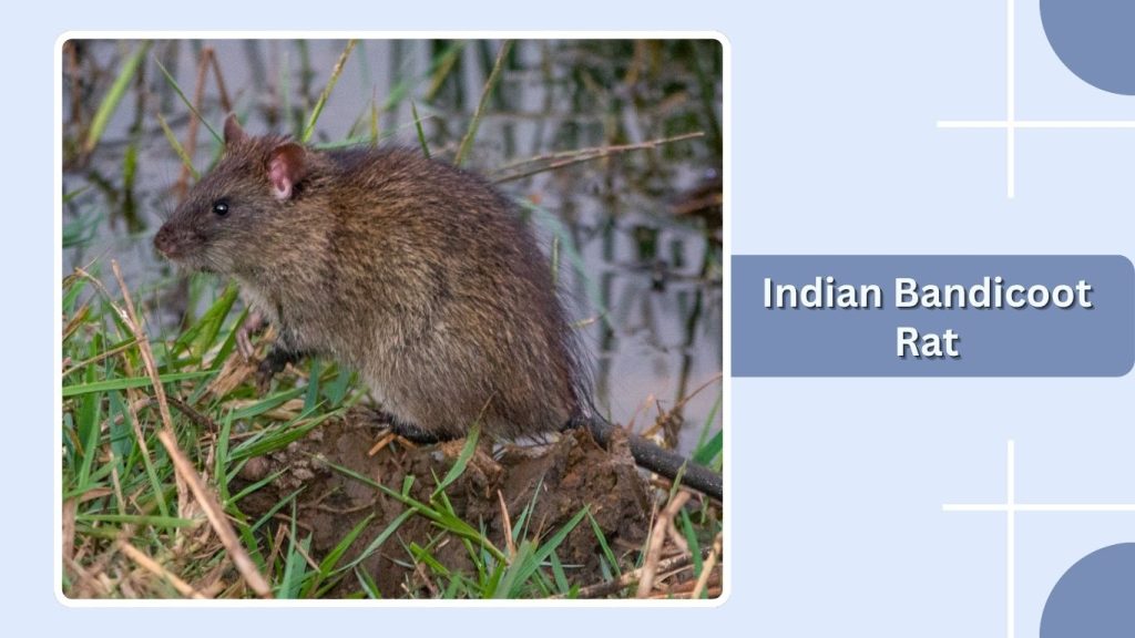 Indian Bandicoot Rat