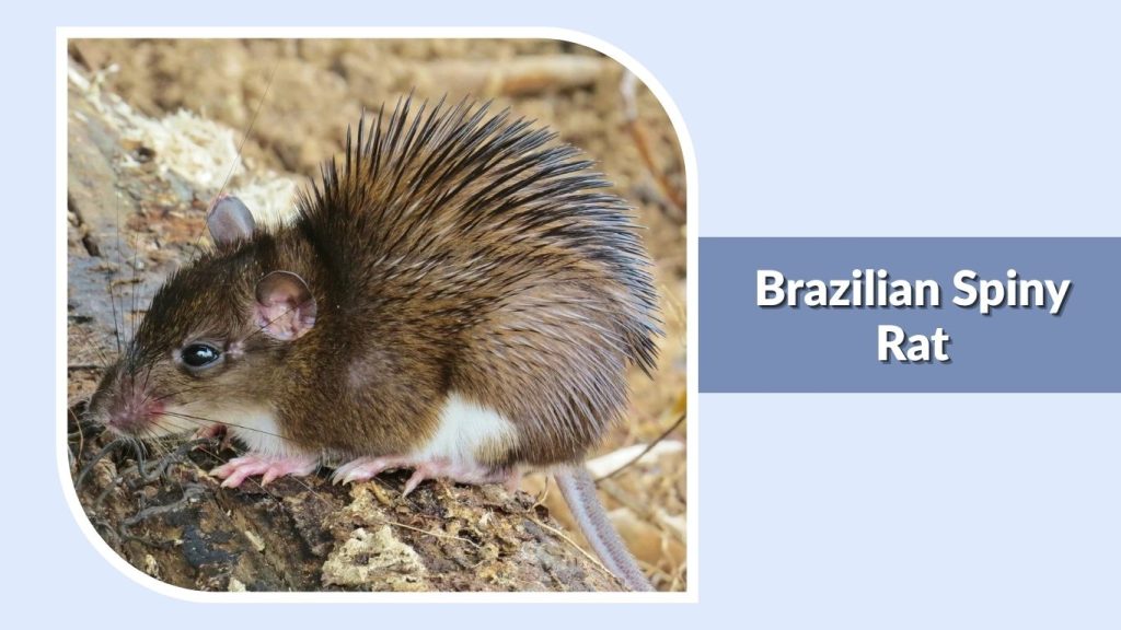 Brazilian Spiny Rat