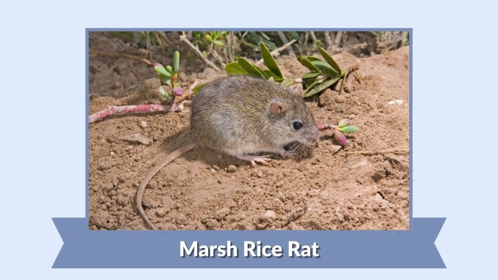 Marsh Rice Rat