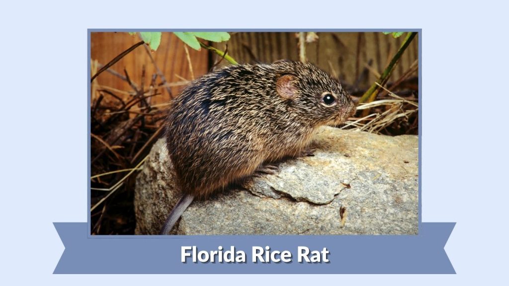 Florida Rice Rat