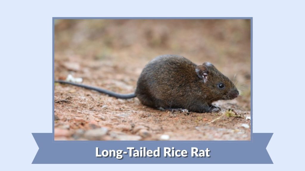 Long-Tailed Rice Rat