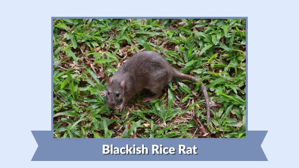 Blackish Rice Rat