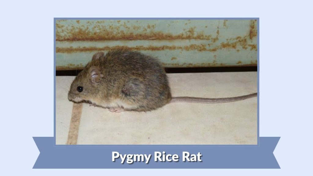 Pygmy Rice Rat