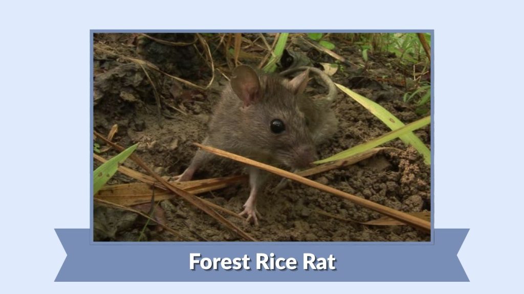 Forest Rice Rat
