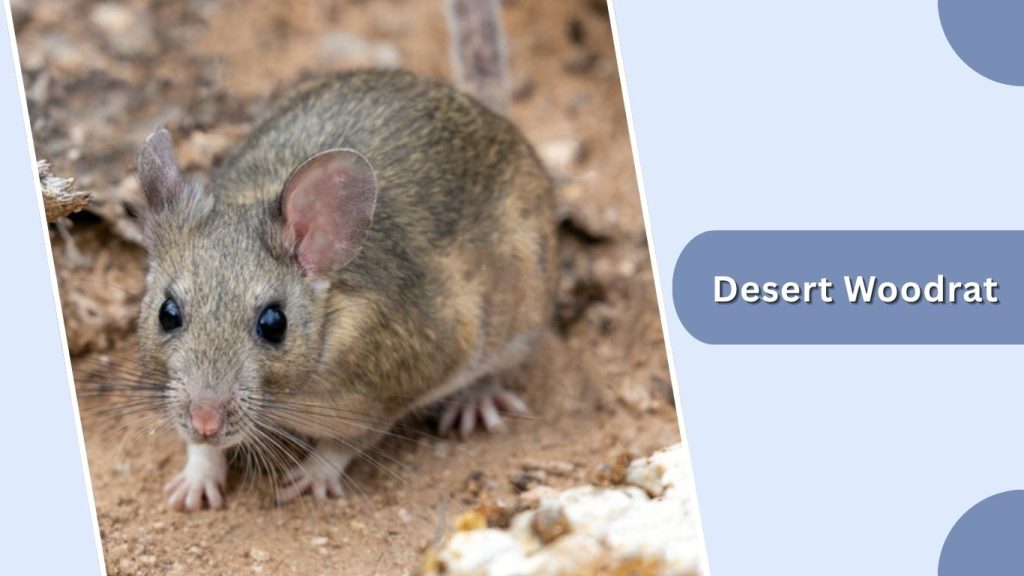 Desert Woodrat
