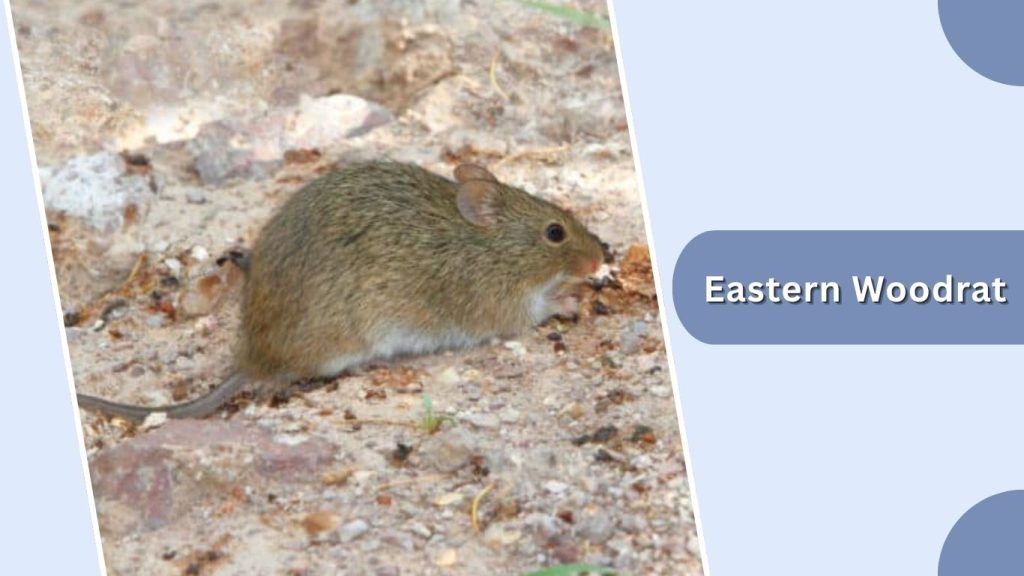 Eastern Woodrat