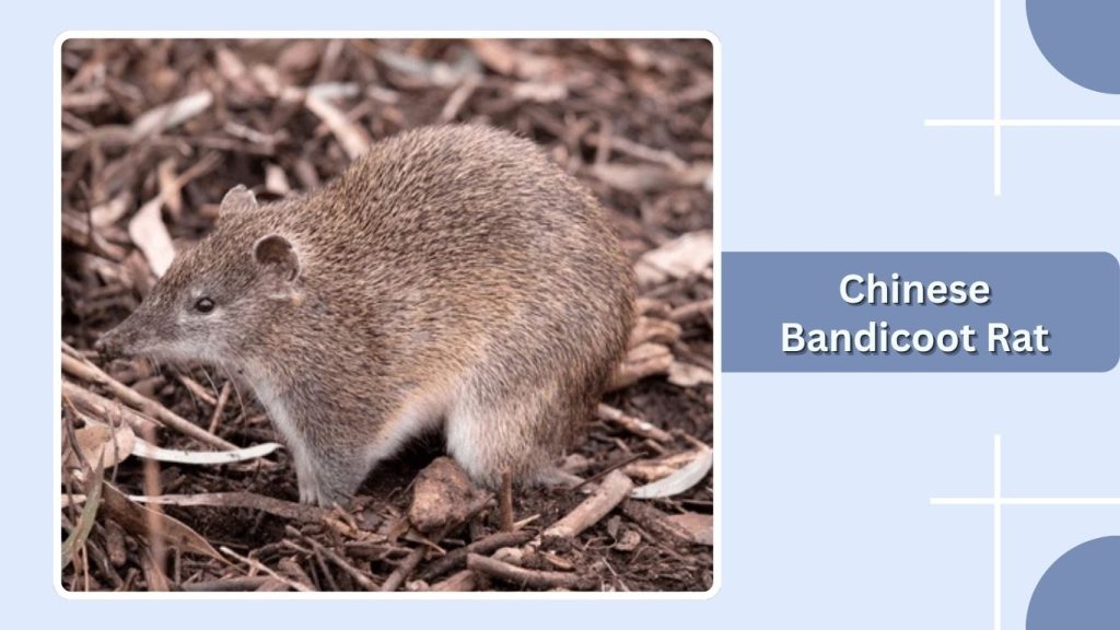 Chinese Bandicoot Rat