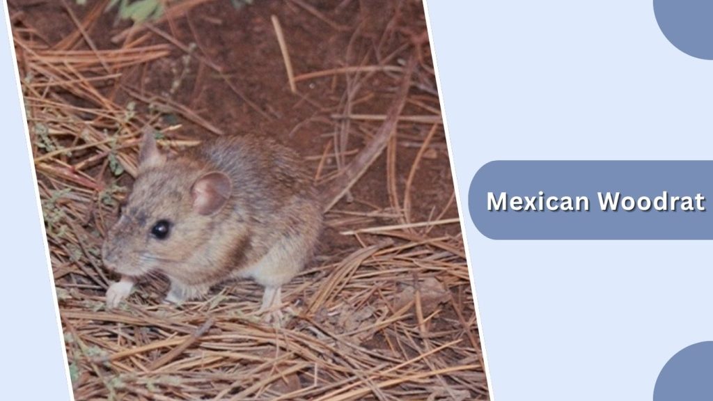 Mexican Woodrat