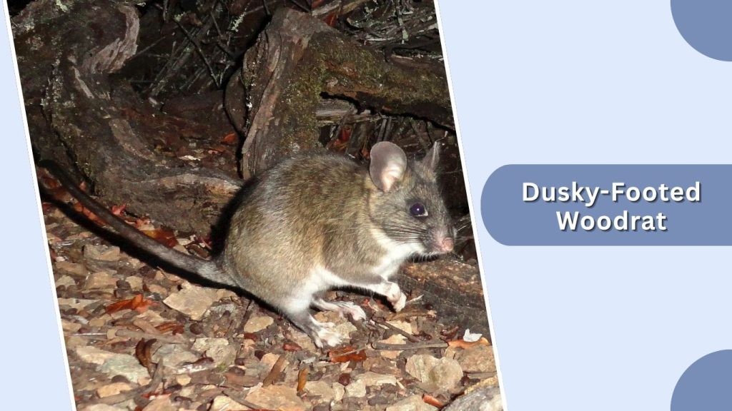 Dusky-Footed Woodrat
