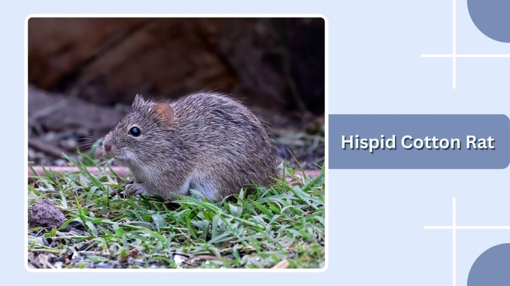 Hispid Cotton Rat