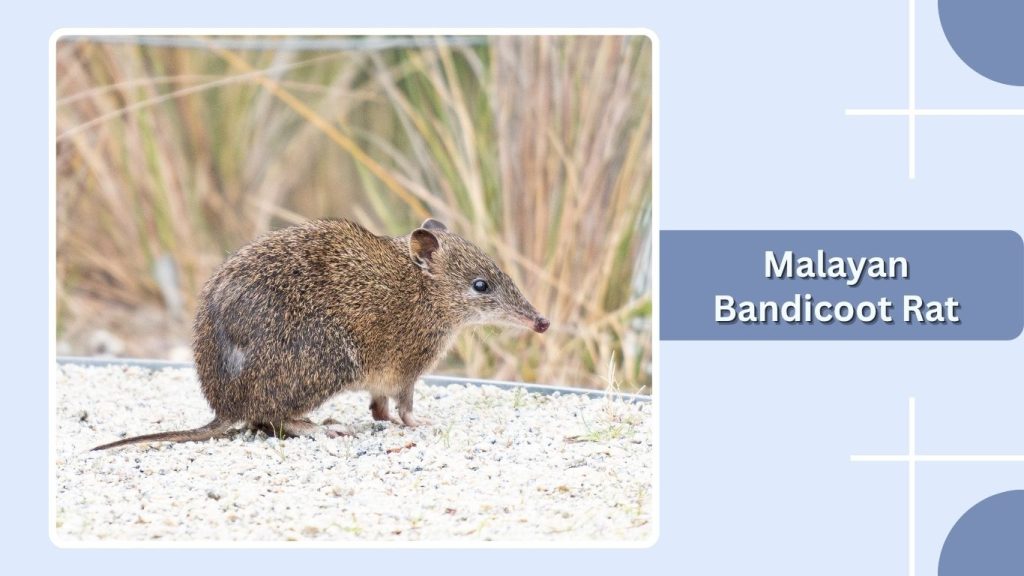 Malayan Bandicoot Rat