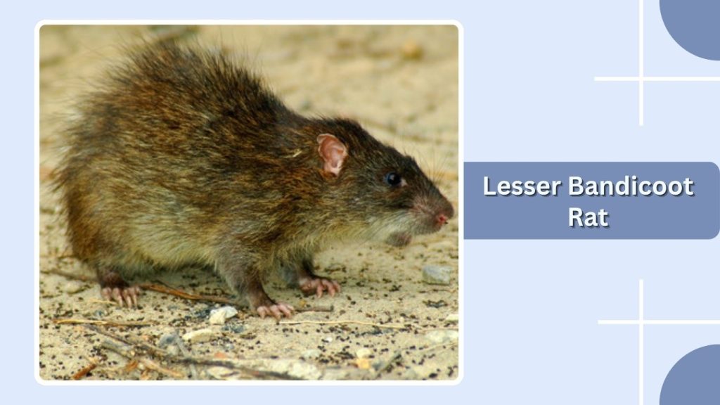 Lesser Bandicoot Rat
