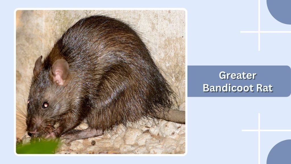 Greater Bandicoot Rat