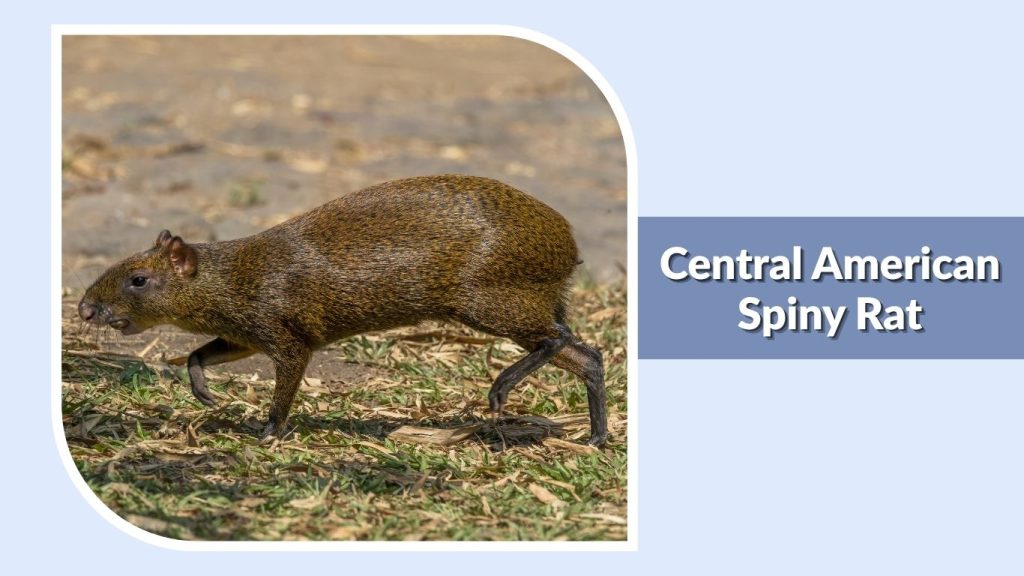 Central American Spiny Rat