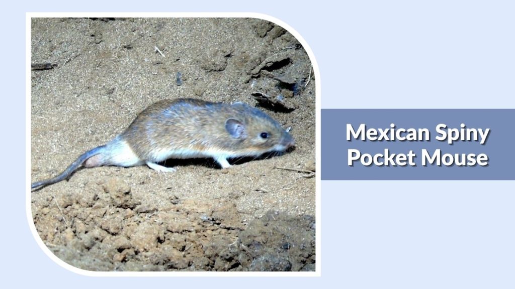 Mexican Spiny Pocket Mouse