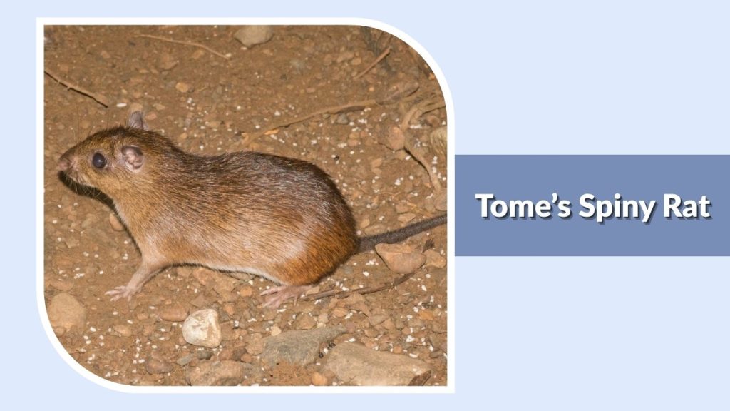 Tome’s Spiny Rat