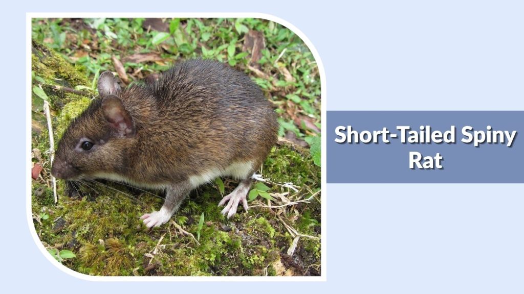 Short-Tailed Spiny Rat