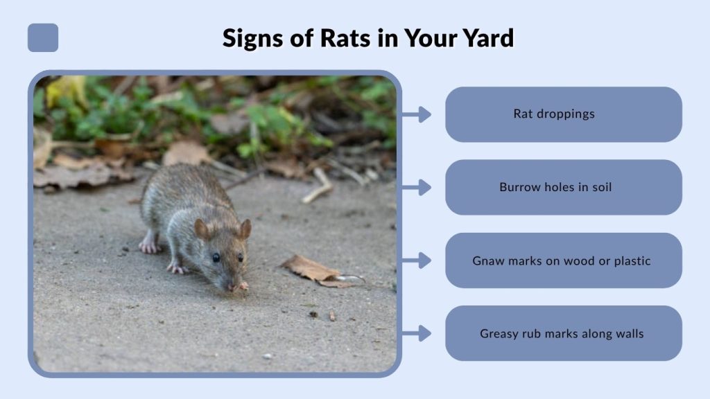 Signs of Rats in Your Yard