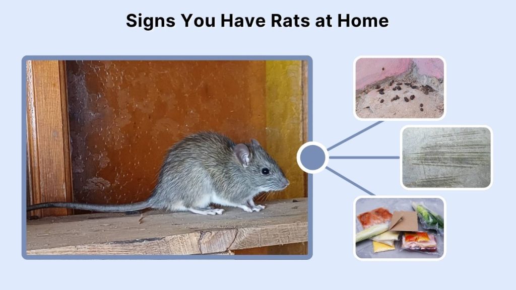 Signs You Have Rats at Home