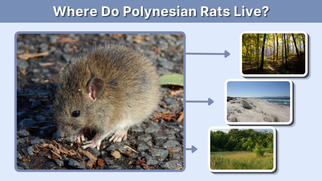 Where Do Polynesian Rats Live?