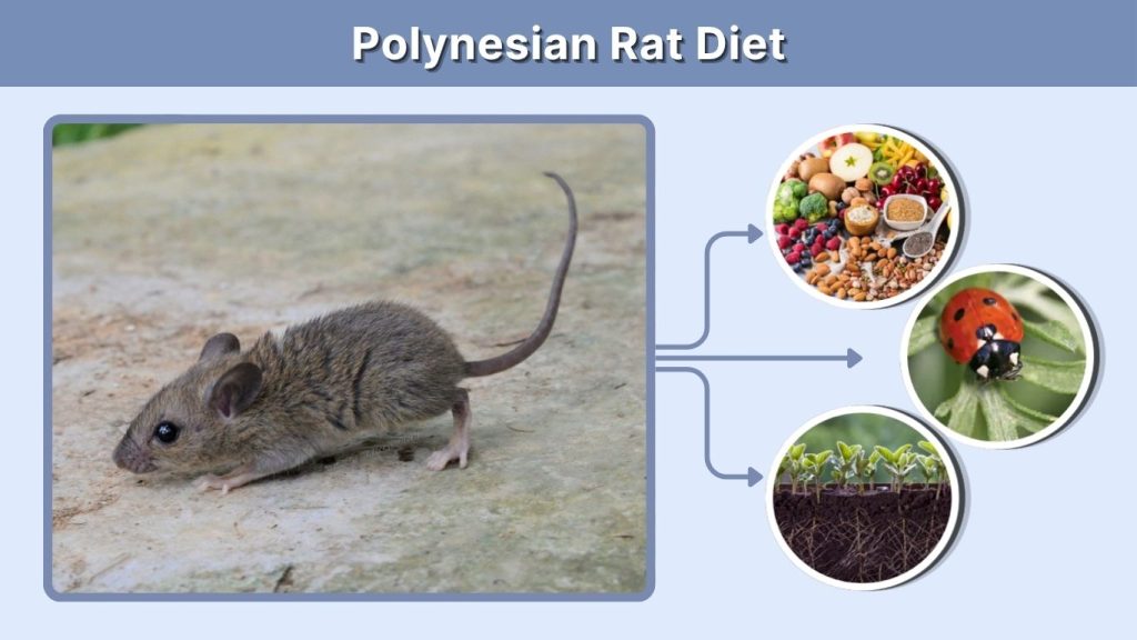 Polynesian Rat Diet